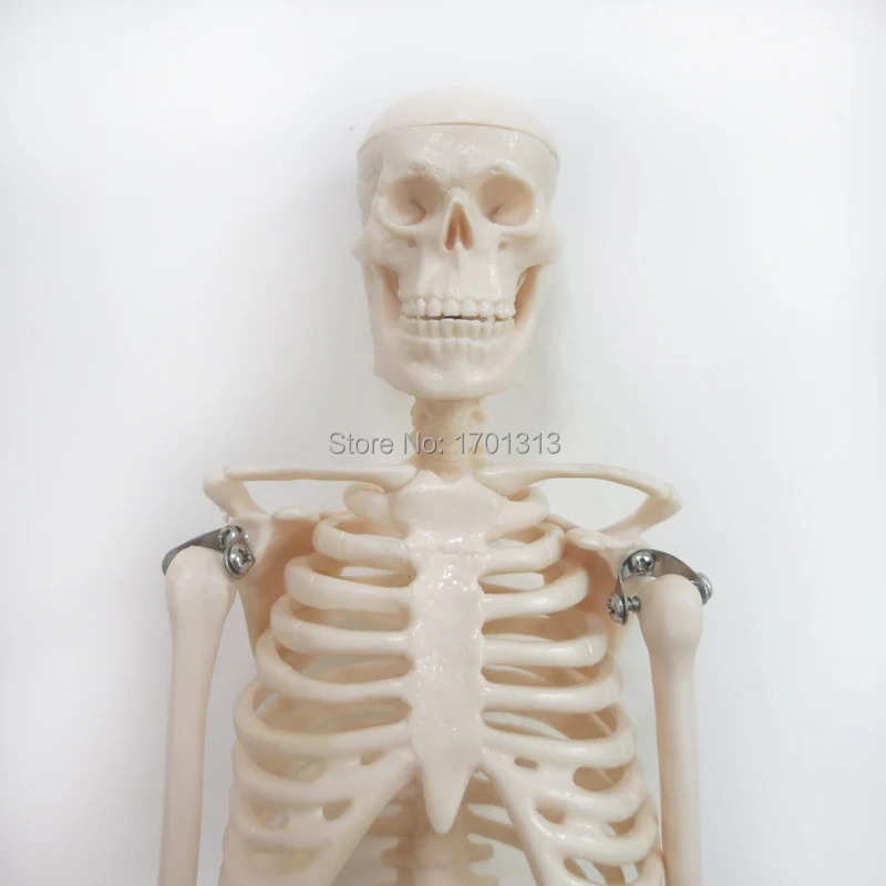 Modelo de esqueleto humano de 45cm, decoración médica especial, figuritas decorativas familiares personalizadas para Halloween, scheletro umano