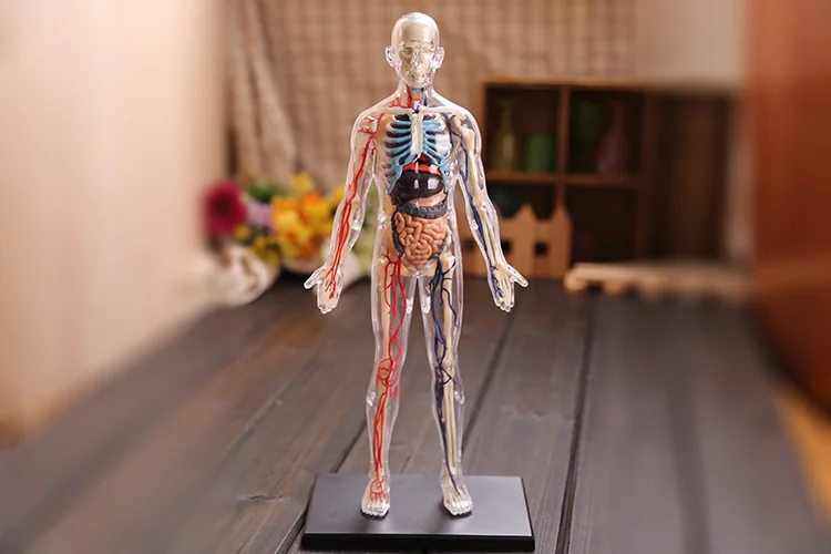 Anatomy  assemble  Whole body transparent skeletal vascular 1:6 human organs anatomy group assembled model medical  teaching aid