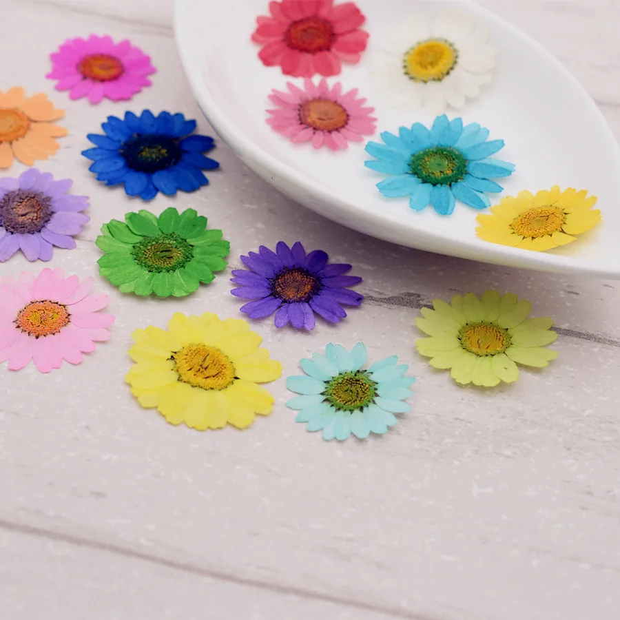 10piece Chrysanthemum Multicaule 2.5cm  Natural Dried Flowers DIY Pressed Herbarium Flower Decorative Crafts Jewerly Making