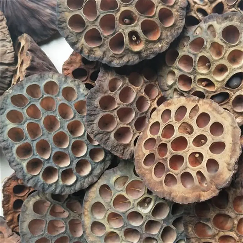 Natural Dried Brown Lotus Flowers Preserved Mini Flower Crafts for Home Decoration Diy Crafting Accessories 1pcs