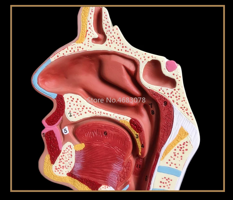 Normal/pathological Anatomy model of the nasopharyngeal cavity in the nasal cavity and throat of human body 24x12x12cm