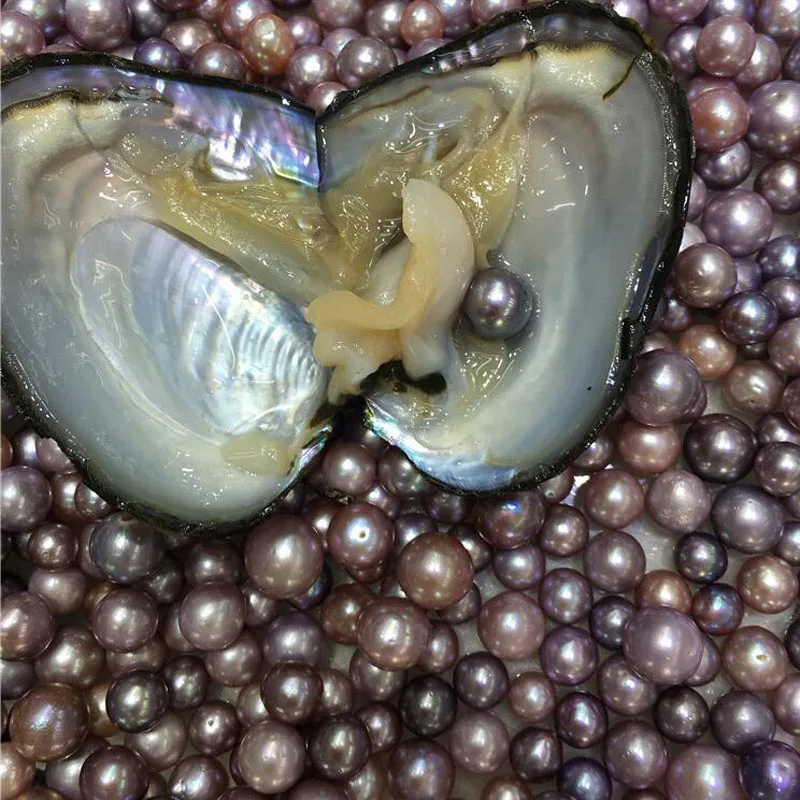 Wholesale 10 Pcs 15-20CM Vacuum Packed Large Giant Monster Mussel Oyster with Single Natural 9-12mm Cultured Edison Pearl