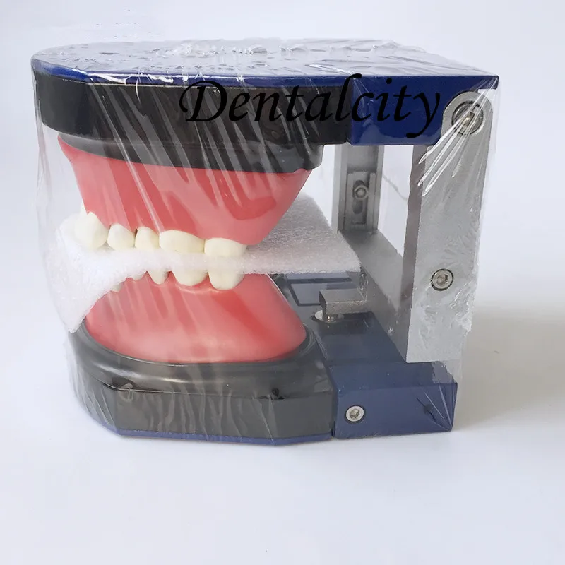 Dental tools instrument Dental  M8017 Typodont Teeth Model/Orthodontic SteelTeeth Model