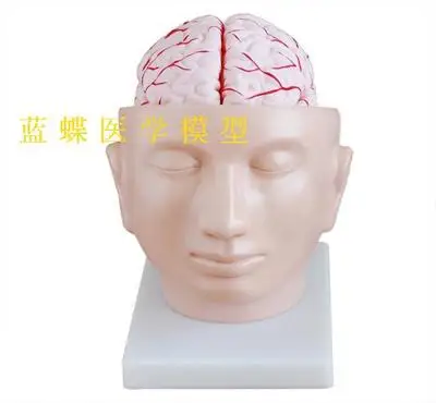 

Model of head attached cerebral artery The brain model PVC material free shopping