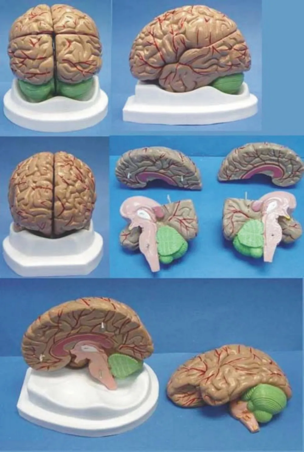 

Brain anatomy Organ anatomical model Medical Human specimens free shipping