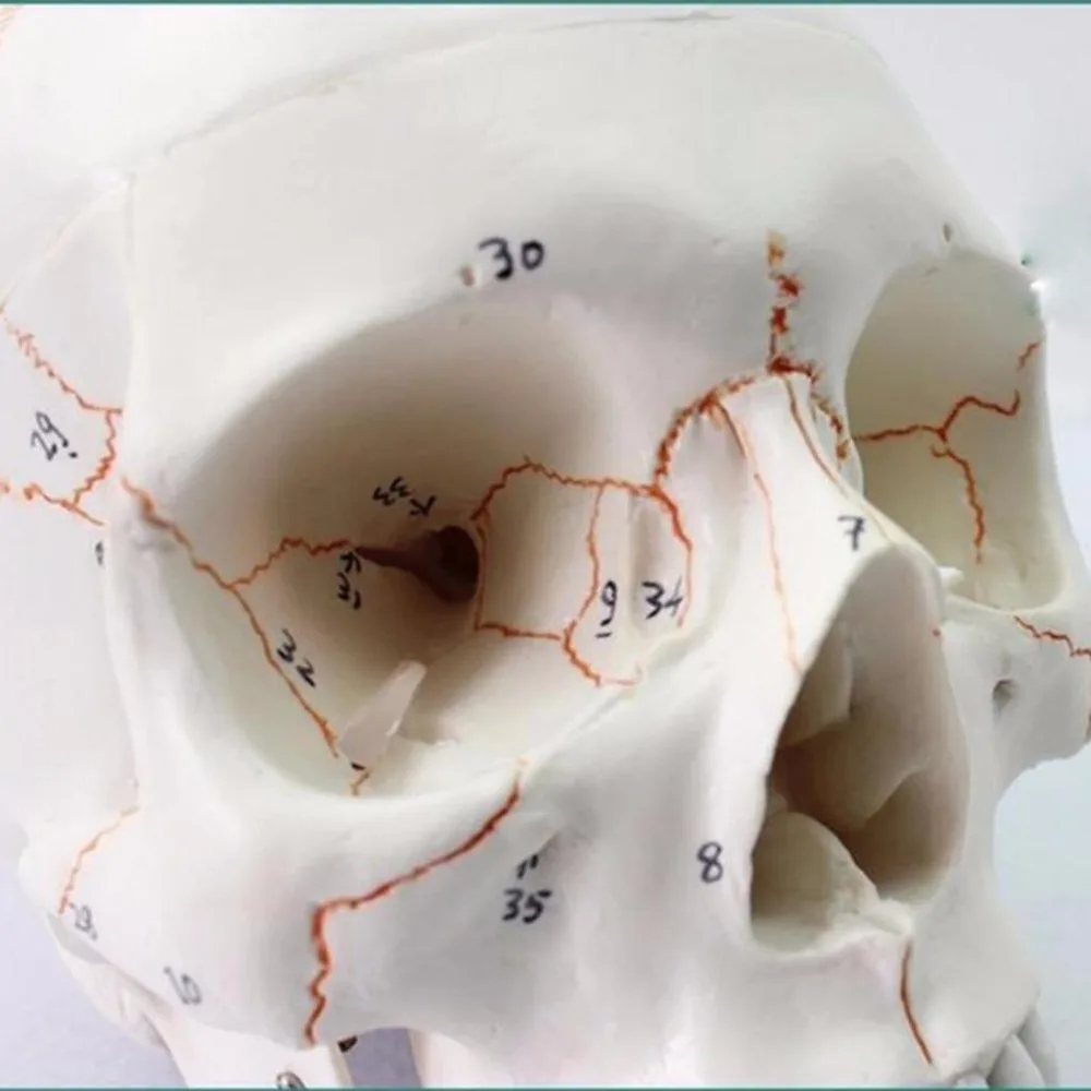 Human Adult skull mould 3 Part - Medical props Anatomical anatomy Model  Teaching Skeleton Head model