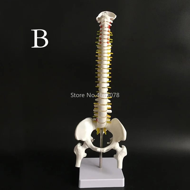 Columna Vertebral humana con modelo pélvico, anatomía anatómica humana, columna vertebral, modelo médico, estilo AB, suministros de enseñanza médica