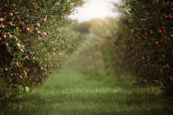 

Apple Tree Orchard Summer Bokeh Grass photography backgrounds High quality Computer print children kids backdrop