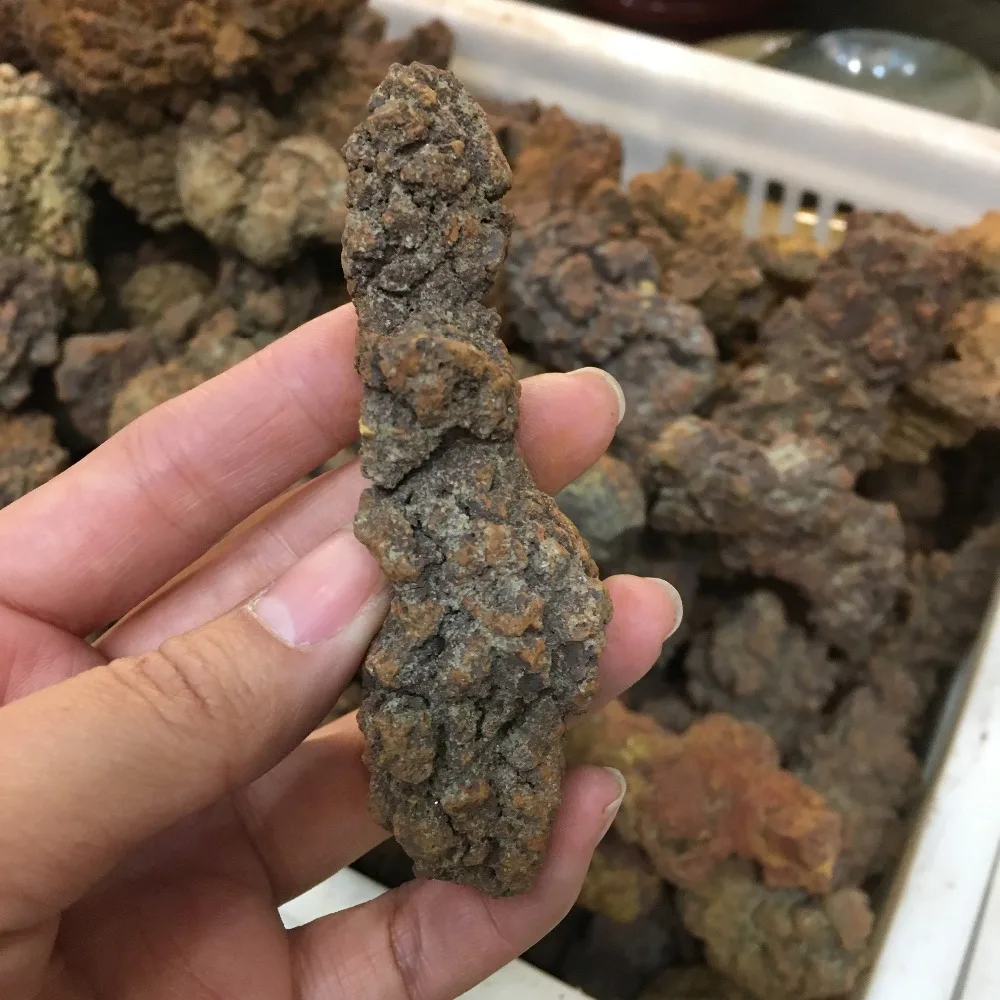 COPROLITE Fossilized Dinosaur Poop Specimen Fossil Madagascar 70-90g