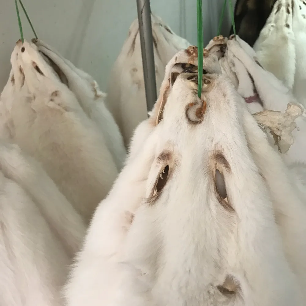 Different Quality Real Fox Fur Pelts / White Fox Fur/ White Fox Fur Skins