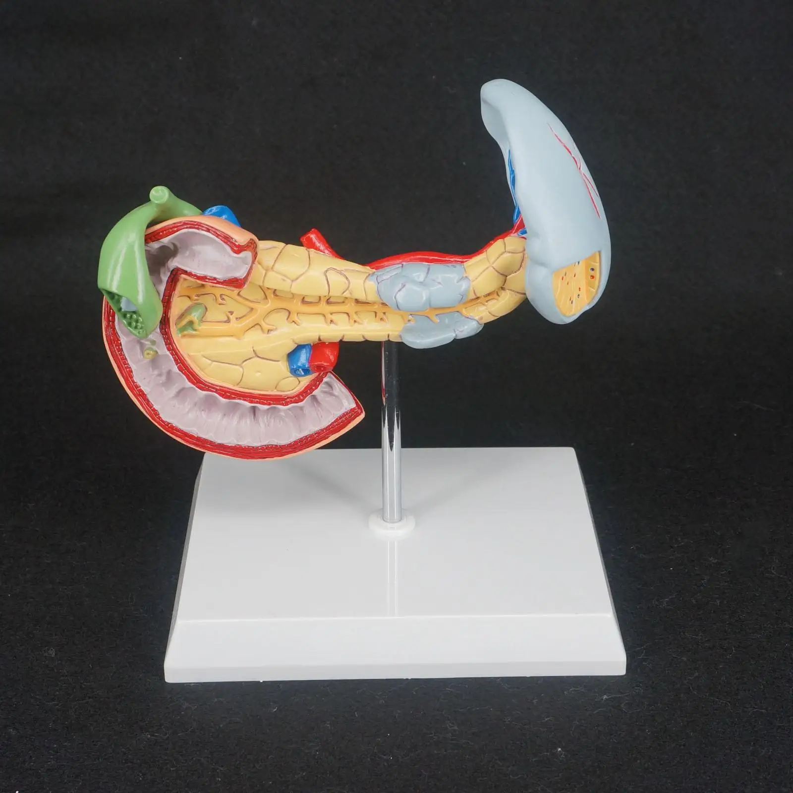 PVC Human Liver Pancreas and Duodenum Anatomical Model Medical Anatomy Teaching Resources