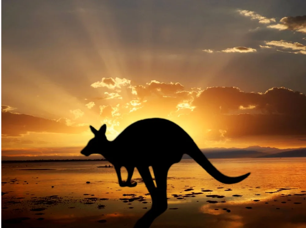 7x5FT Sunset Skyline Sea Sand Beach Austrailan Kangaroo Custom Photo Background Studio Backdrop Vinyl 220cm x 150cm