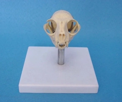 

Cat head skull model Animal bones skeleton Veterinary specimens free shipping