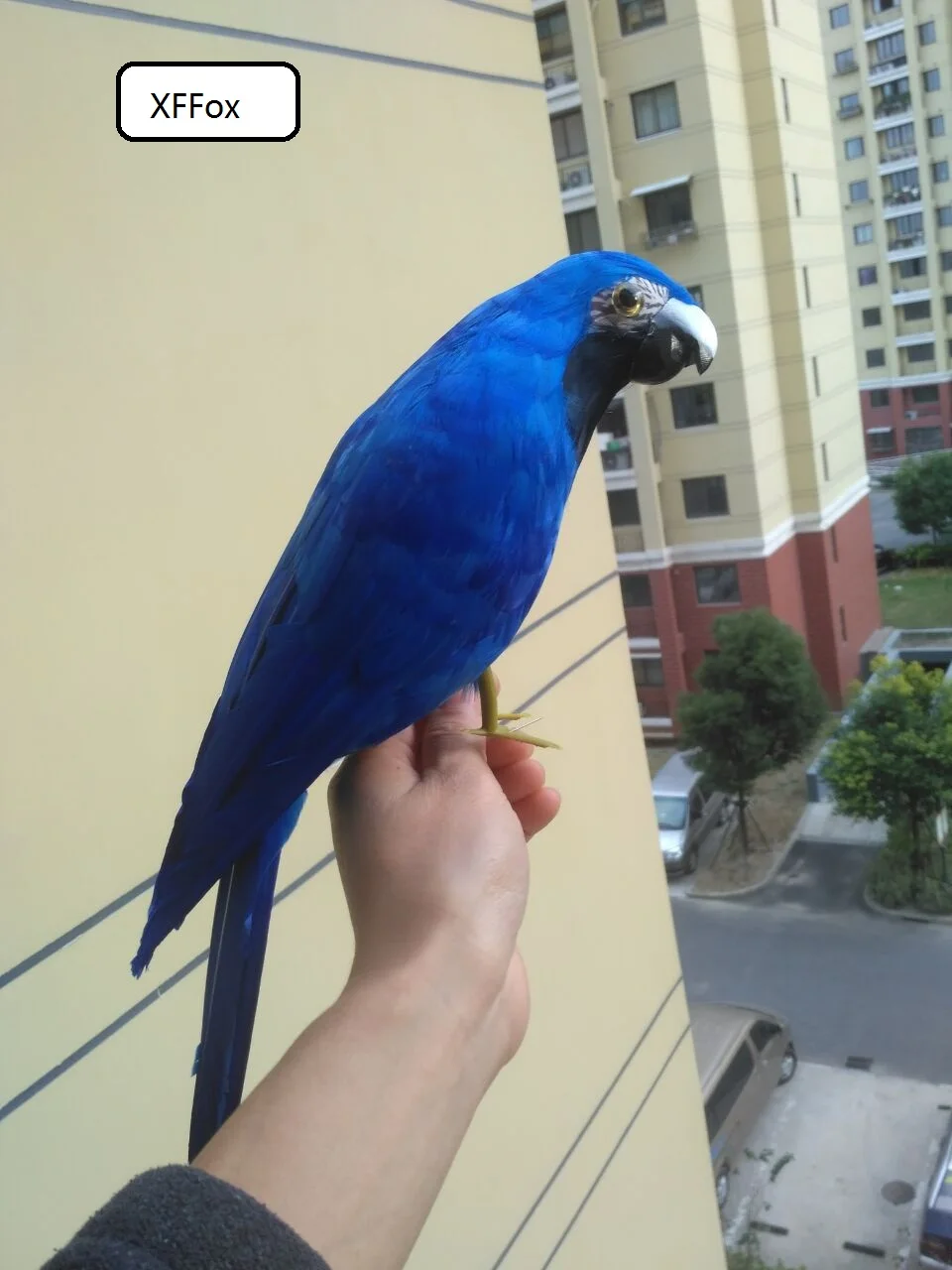 

new real life blue parrot model foam&feather simulation turned parrot bird gift about 42cm xf0204