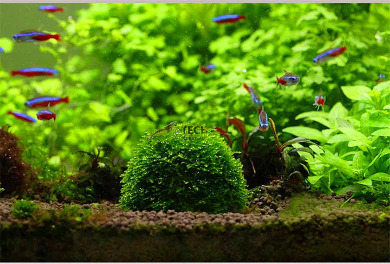 

Free Shipping Natural Mineral Aquatic Moss Ball for Aquarium Crystal Red Shrimp Fish Tank (Moss not included)