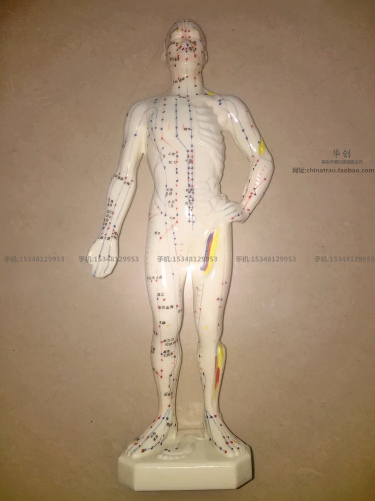 Medical use human meridian point model super clear acupuncture male model model of traditional Chinese experiment 26cm