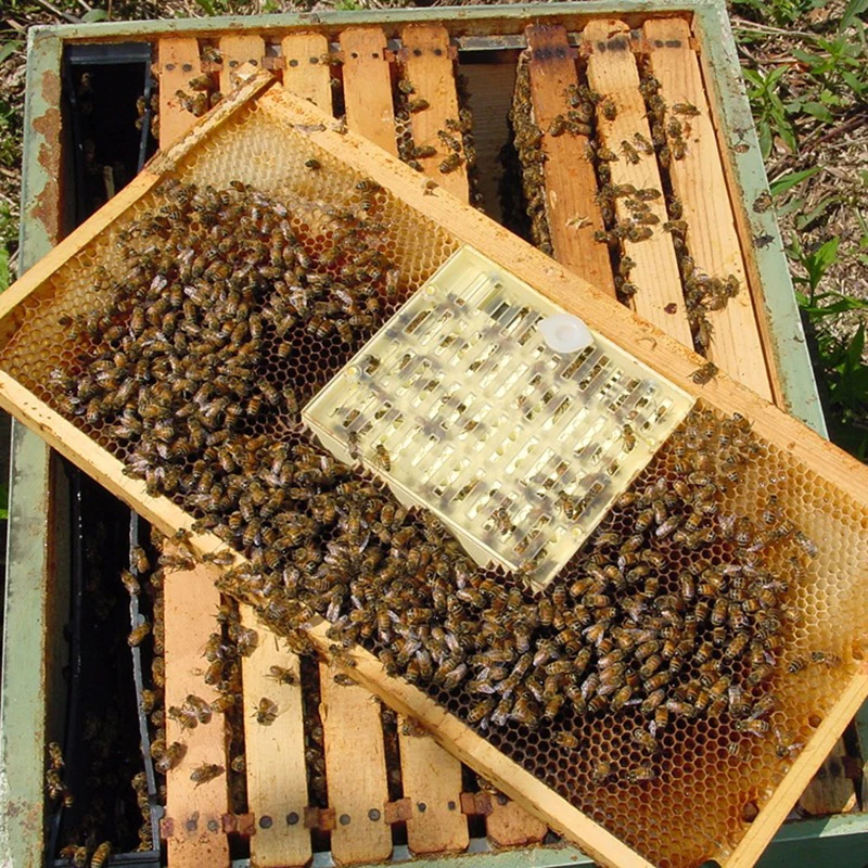 Pszczelarstwo królowa System hodowli pszczół ula dla pszczelarza plastikowe Honeycombs królowa klatka dla pszczół izolacja Apiculture sprzęt 1 Pc