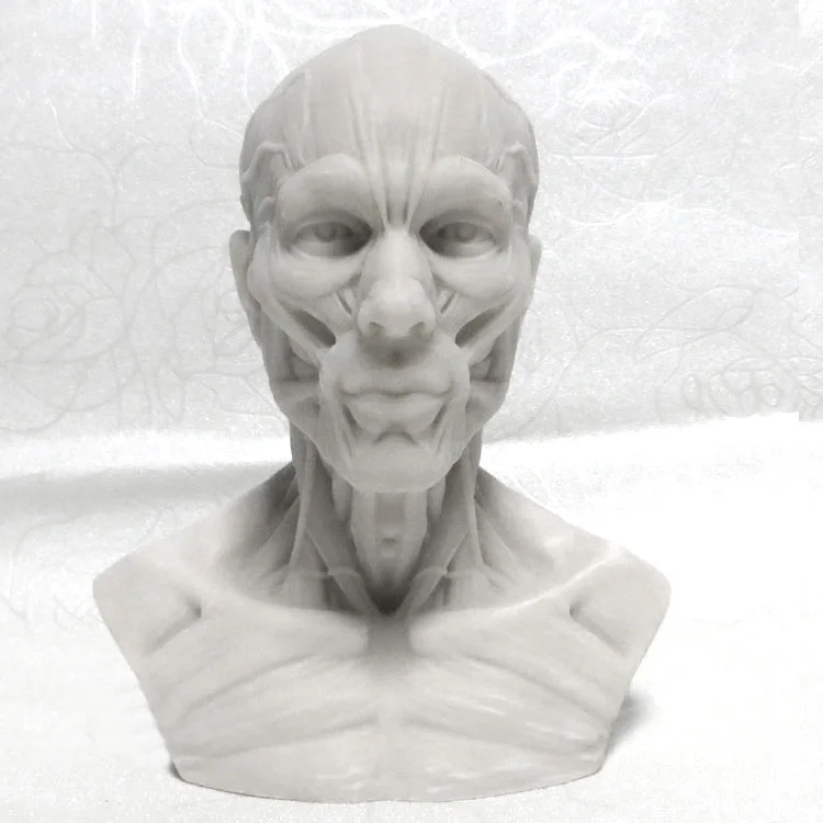 Art of human musculoskeletal head carving,Art Bust Painting Reference,Skull bust model