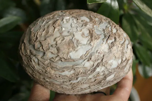 

5.07" Rare Natural Bonsai Suiseki Bark Egg Covered Unique Cortex Texture - Rough