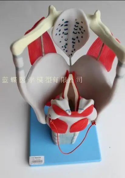 Advanced laryngeal structural and functional magnification model of laryngeal muscle laryngeal cavity anatomy model