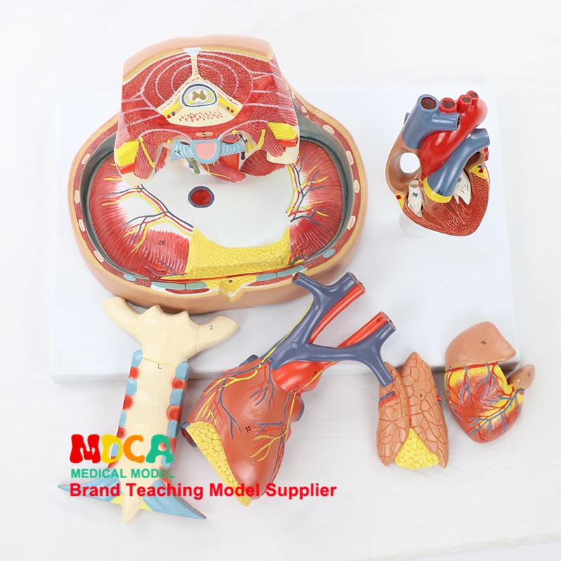 Human Mediastinal Model Pleural Respiratory System Thymus Respiratory Diaphragm Heart Model Medicine Teaching MXG005