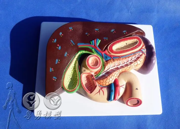 

Gallbladder, pancreas and duodenum, liver and pancreas models Medical teaching model