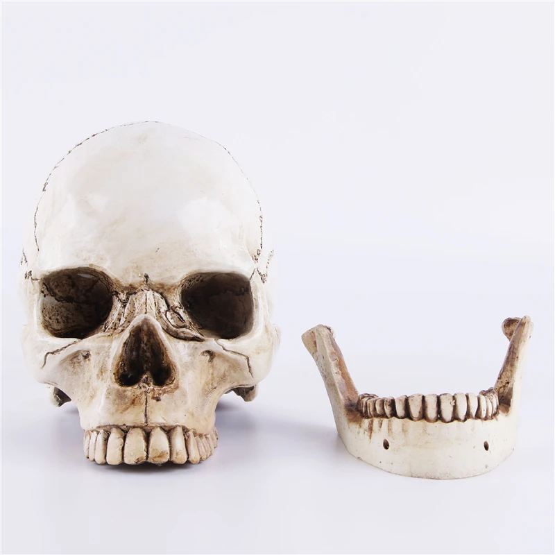 Human.skull Model Medical Simulation Teaching Equipment Resin Skull Ornament Gift YTTG002