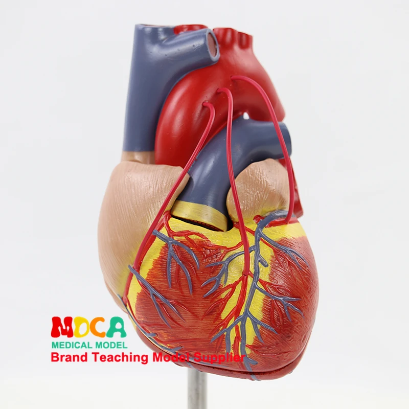 Teaching of Cardiovascular Medicine MXZ003 for Human 1:1 Natural Large Heart Bypass Anatomical Model