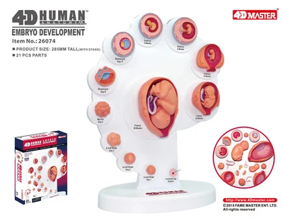 4D Master Human fetal growth organ anatomical model 21 parts Human body puzzle assembling toy