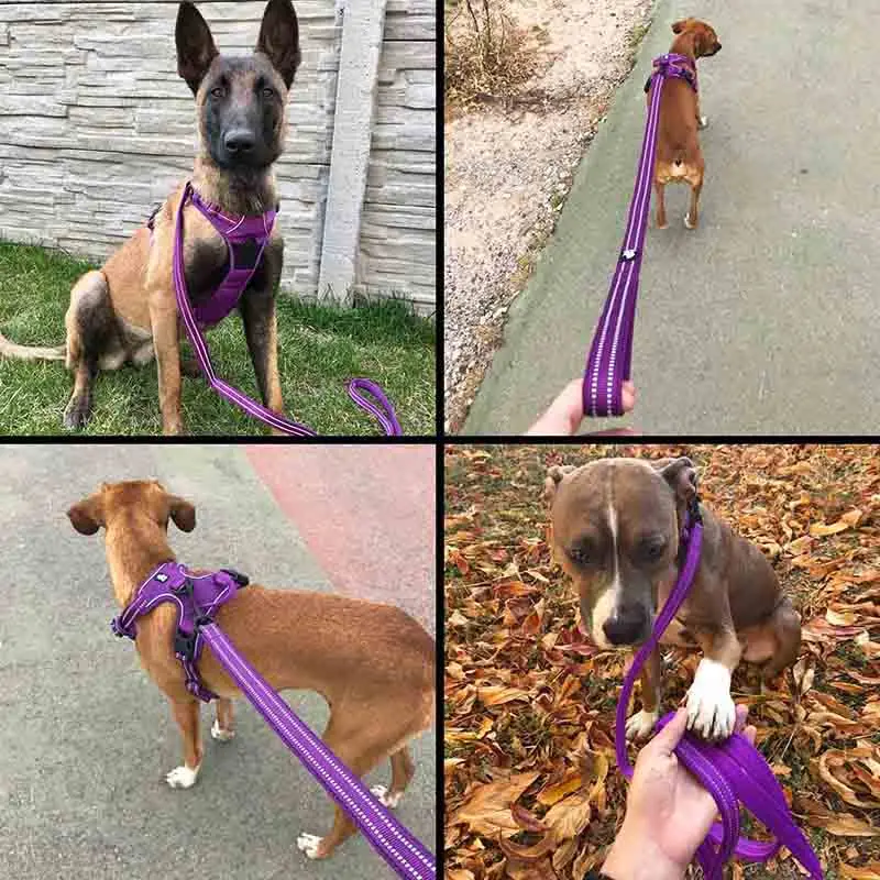 Truelove-Correa de nailon para Perro, Correa reflectante púrpura para entrenamiento de perros pequeños y grandes, 200Cm