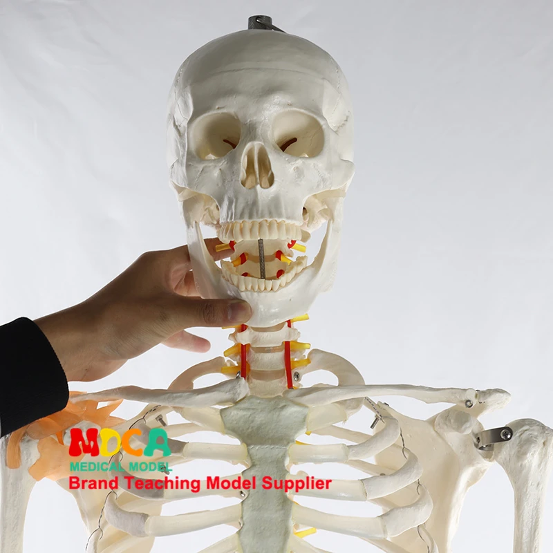 170CM Human Bone Model of Spinal Nerve Ligament Skeleton Yoga Medical Teaching MGG303