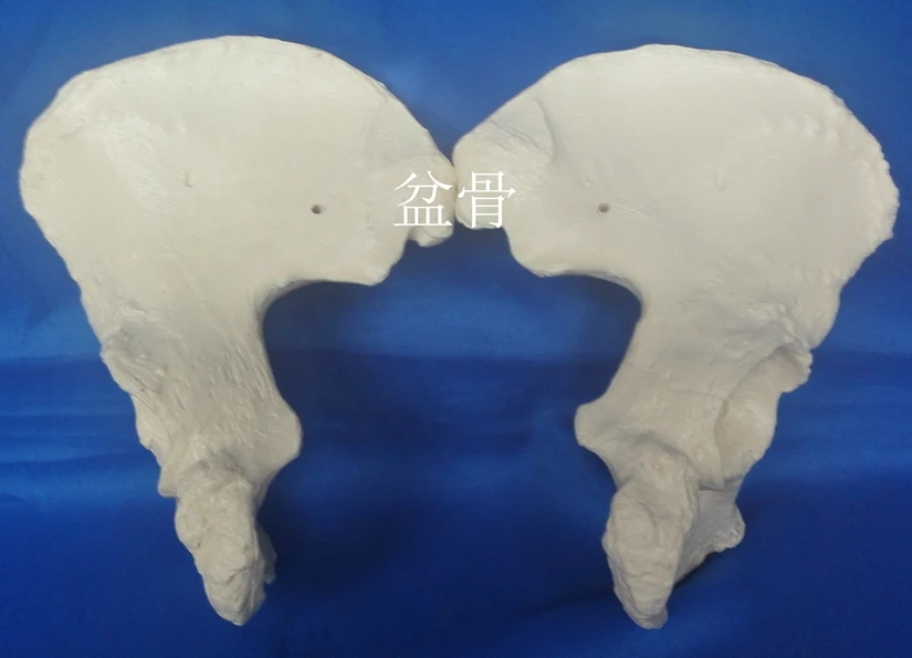 

human 1:1 Medical Pelvis model Medical teaching model free shipping