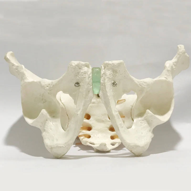 

Professional Educational Adult Male Pelvis Anatomy Medical Human Replica Model