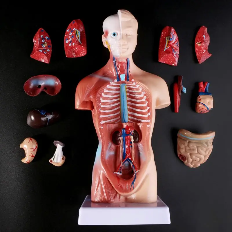 Medical props model Human Torso Body Model Anatomy Anatomical Medical Internal Organs For Teaching