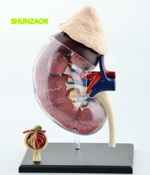 

4D Human kidneys teaching model medicine medical equipment model puzzle assembling toys