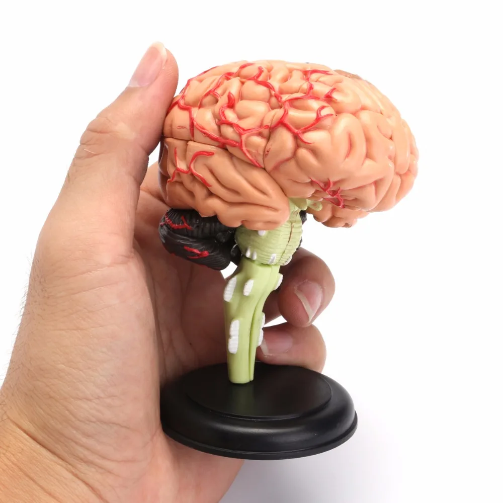 4D Human Anatomical Brain Model Anatomy Medical Teaching Tool Toy Statues Sculptures Medical School Use 7.2*6*10cm