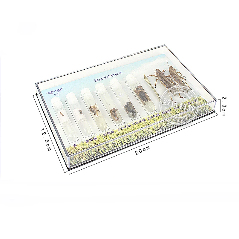 Life Cycle Of The Locusts Specimens Middle school biology School teaching aids Educational Equipment