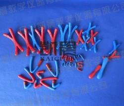 Animal and plant cells Model of meiosis chromosome change Biological equipment teaching equipment free shipping