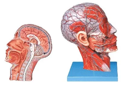 

Head model sagittal section model Including the vascular nerve PVC material