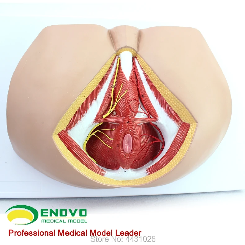 

ENOVO Male perineal pelvic floor muscle anatomy model genitourinary surgery