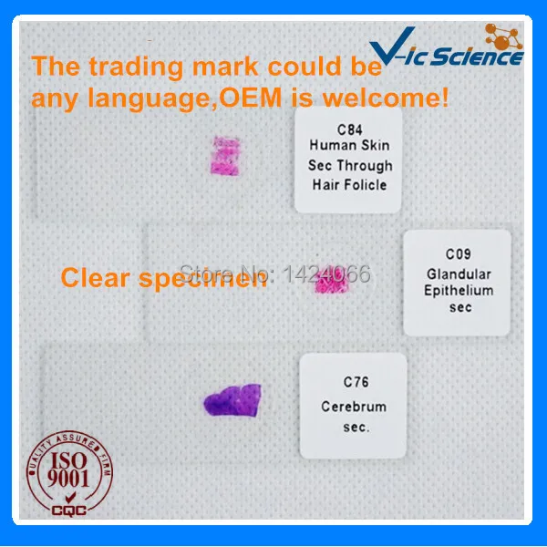 Microscopio tumore vetrini preparati set