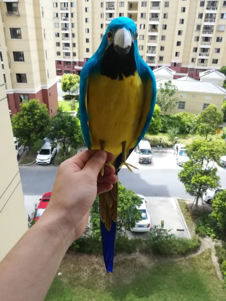 creative simulation blue&yellow parrot model foam&feathers a little wing parrot toy about 45cm