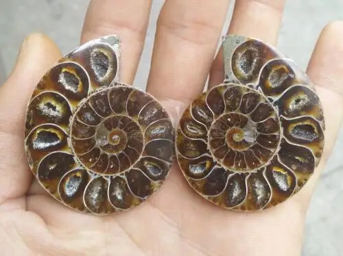 2Pcs Ammonite Specimen Shell Mineral Healing Madagascar natural stones free shipping