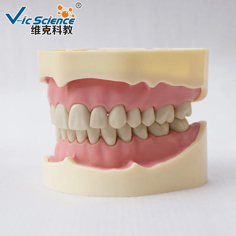 Dental BF Type Teeth Study Model