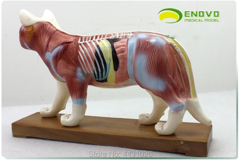 ENOVO Cat moxibustion model veterinarian learn animal anatomy model pet model animal acupuncture