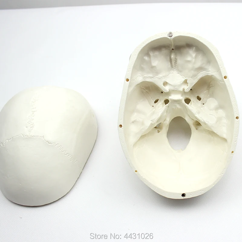 ENOVO Standard skull model medical art head bone skull specimen model