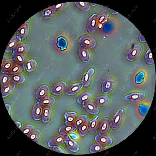 AmScope поставляет фазовый контрастный бинокль составной Микроскоп 40X-1600X