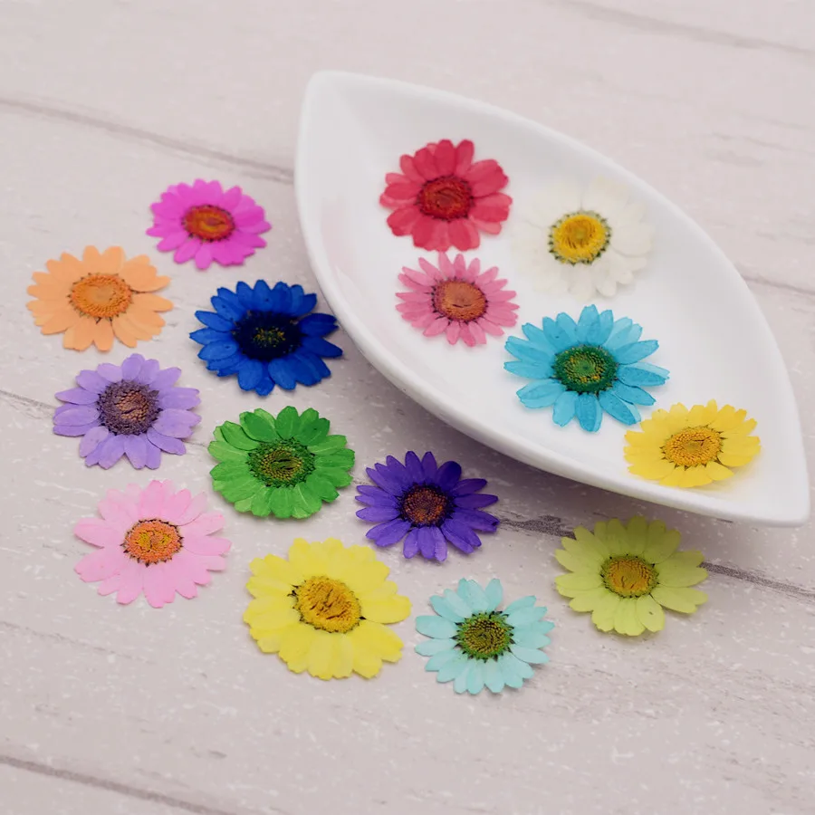 10piece Chrysanthemum Multicaule 2.5cm  Natural Dried Flowers DIY Pressed Herbarium Flower Decorative Crafts Jewerly Making