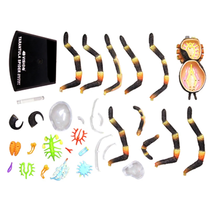 4D Vision Tarantula Spider Model Removable Animal Simulated Spider Anatomy Model