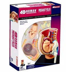 4D Fetal Manequim Mãe Gravidez Montado Set, brinquedos educativos, plástico, 18.5*5.5*24cm, 27PCs